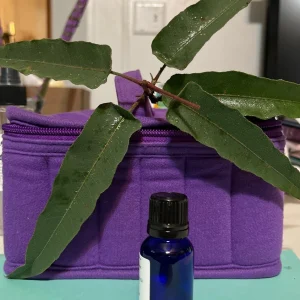 Pure Eucalyptus Essential Oil - Organic, Steam Distilled, 3.7ml & 14.7ml - Image 4