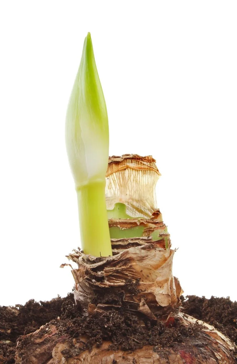 Pure White Dutch Amaryllis Bulb - Giant 30/32 cm, Indoor/Outdoor - Image 3