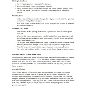 Pure White Dutch Amaryllis Bulb - Giant 30/32 cm, Indoor/Outdoor - Image 4