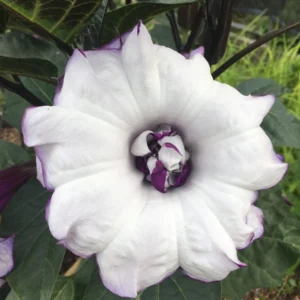 Purple Angel Trumpet Seeds - Fragrant Double Brugmansia Blooms - Grow 4-5 ft Tall - Image 2