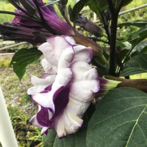Purple Angel Trumpet Seeds - Fragrant Double Brugmansia Blooms - Grow 4-5 ft Tall - Image 4