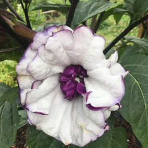 Purple Angel Trumpet Seeds - Fragrant Double Brugmansia Blooms - Grow 4-5 ft Tall - Image 5