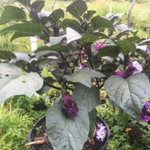 Purple Angel Trumpet Seeds - Fragrant Double Brugmansia Blooms - Grow 4-5 ft Tall - Image 6