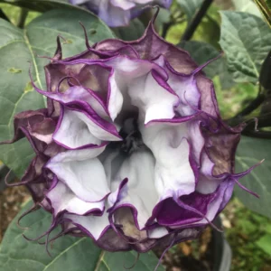 Purple Angel Trumpet Seeds - Fragrant Double Brugmansia Blooms - Grow 4-5 ft Tall - Image 7
