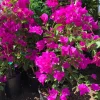 Purple Bougainvillea Live Plant – 1-2 ft Tall in 6" Pot – Outdoor Shrub - Image 1