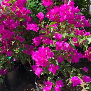 Purple Bougainvillea Live Plant – 1-2 ft Tall in 6" Pot – Outdoor Shrub - Image 1