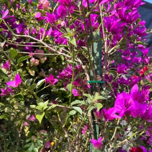 Purple Bougainvillea Live Plant – 3-4ft Tall on Stake, 3 Gallon Pot, Outdoor - Image 1