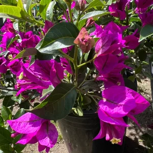Purple Bougainvillea Live Plant – Bush – 1-2 ft Tall in 3 Gallon Pot – Outdoor - Image 2