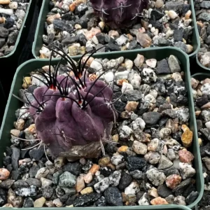 Purple Cactus Neochilenia Jussieui Live Plant - Rare Succulent in 3.5