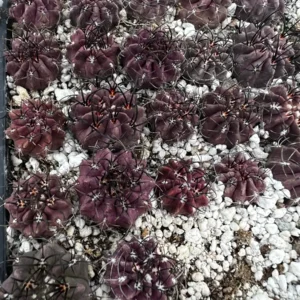 Purple Cactus Neochilenia Jussieui Live Plant - Rare Succulent in 3.5