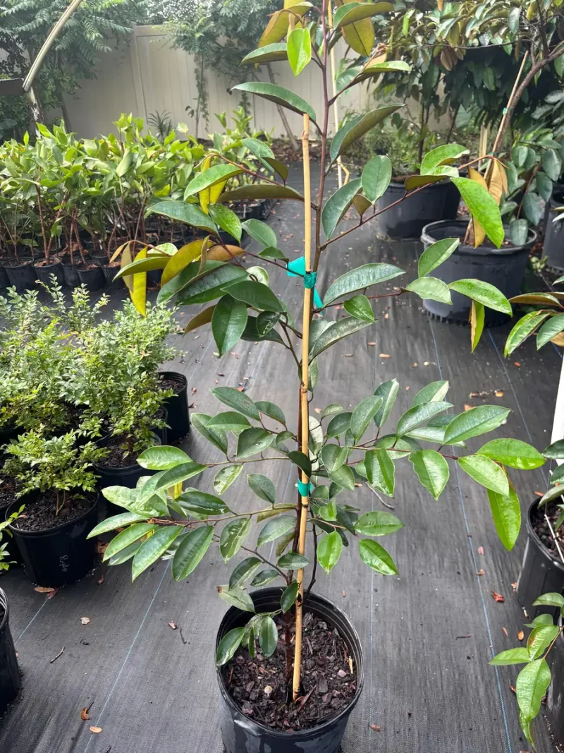 Purple Caimito Tree - 5 Gallon, 3 Feet Tall | Star Apple Plant