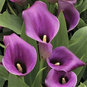 Purple Calla Lily Seeds - Zantedeschia Aethiopica Flower Seeds for Bonsai - Image 4