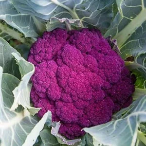 Purple Cauliflower Seeds - Non-GMO Vegetable Seeds - Easy Grow - 500 Seeds - Image 5