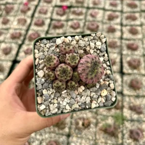 Purple Crown Cactus Live Plant - Sulcorebutia rauschii 'Violacidermis' - 3 inch Pot - Image 1