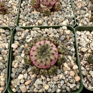 Purple Crown Cactus Live Plant - Sulcorebutia rauschii 'Violacidermis' - 3 inch Pot - Image 4