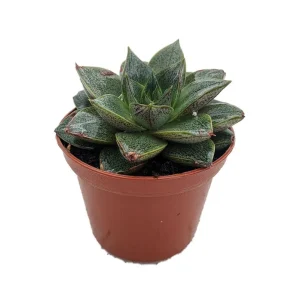 Purple Desert Rose Echeveria Purpureum - Live Succulent Plant - 2.5" Pot - Image 2