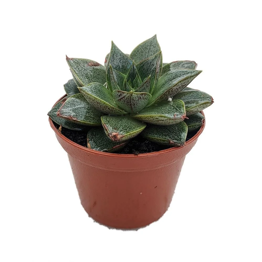 Purple Desert Rose Echeveria Purpureum - Live Succulent Plant - 2.5" Pot - Image 2