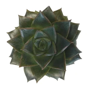 Purple Desert Rose Echeveria Purpureum - Live Succulent Plant - 2.5" Pot - Image 1