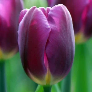 Purple Flag Triumph Tulip Bulbs - 7 Pack, 12/+ cm - Mid-Season Bloomer - Image 1