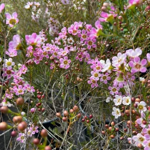 Purple Gem Waxflower Live Plant – 2-3ft Tall – 3 Gallon Pot – Outdoor Shrub - Image 1