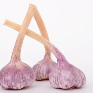 Purple Glazer Hardy Garlic Bulbs - 2 Pack, Non-GMO for Fall Planting - Image 5