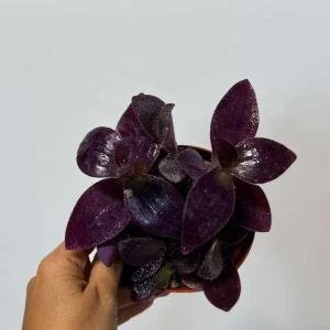 Purple Heart Live Plant – Tradescantia pallida – 4 inch Pot – Indoor/Outdoor - Image 4