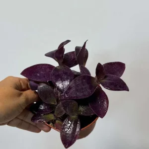 Purple Heart Live Plant – Tradescantia pallida – 4 inch Pot – Indoor/Outdoor - Image 5