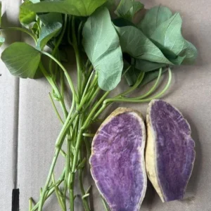 Purple Okinawa Sweet Potato Live Plant Slips – Set of 5 Rooted – Easy Grow Edible Vine - Image 4