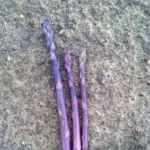 Purple Passion Asparagus Crowns - 75 Bare Root Plants - 2 Year - Zones 3-8 - Image 3