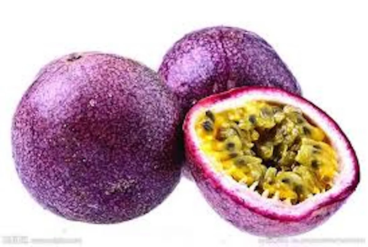 Purple Passion Fruit Live Plant – Passiflora Edulis Self-Fertile Vine - Image 2