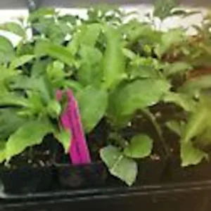 Purple Passion Fruit Live Plant – Passiflora Edulis Self-Fertile Vine - Image 3