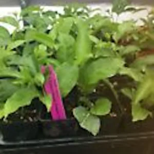 Purple Passion Fruit Live Plant - Passiflora Edulis Starter - Self-Fertile Vine - Image 3