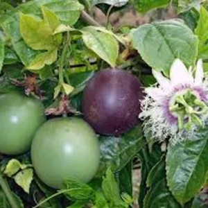 Purple Passion Fruit Live Plant - Passiflora Edulis Starter - Self-Fertile Vine - Image 1
