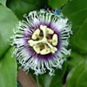 Purple Passion Fruit Live Plant – Passiflora Edulis Self-Fertile Vine - Image 4
