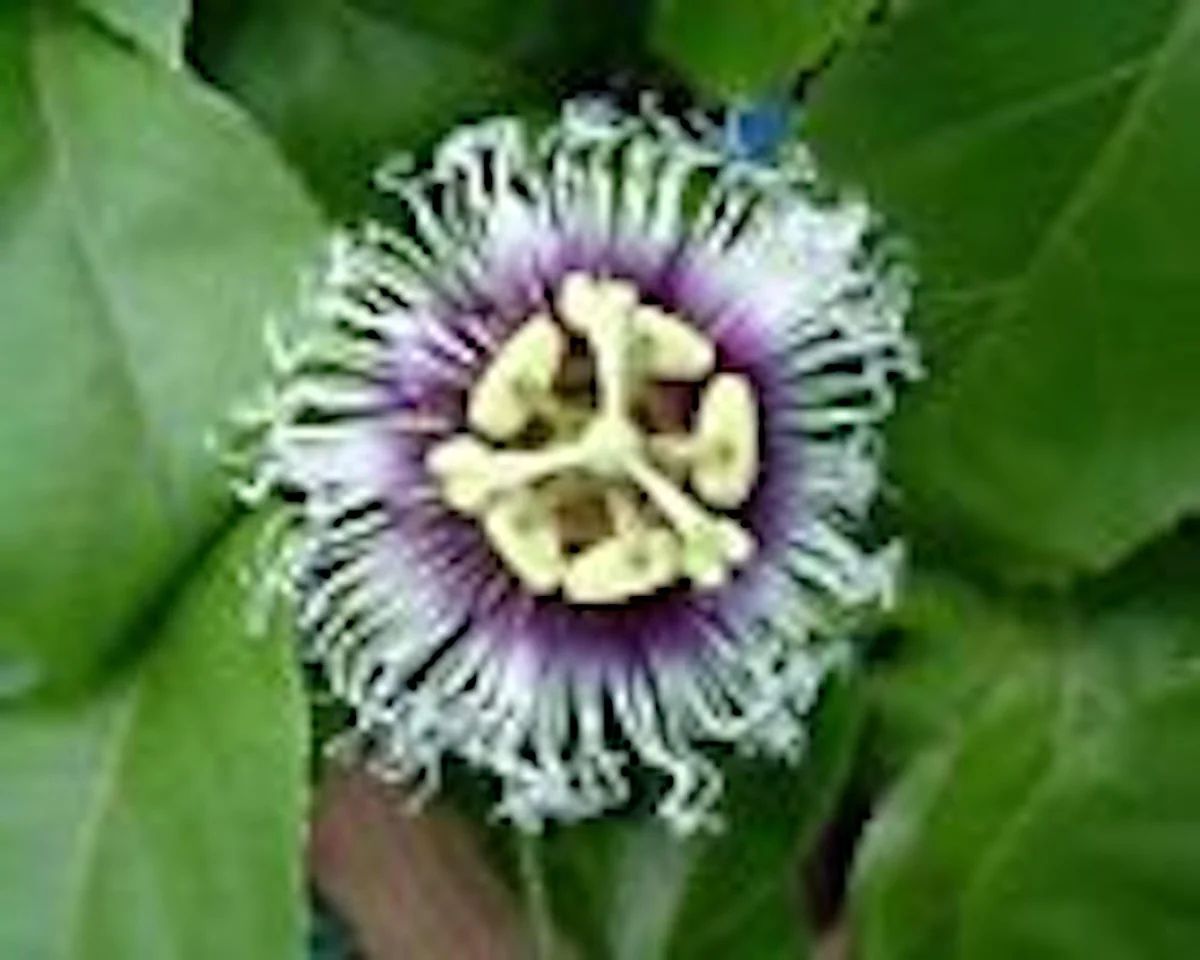 Purple Passion Fruit Live Plant – Passiflora Edulis Self-Fertile Vine - Image 4