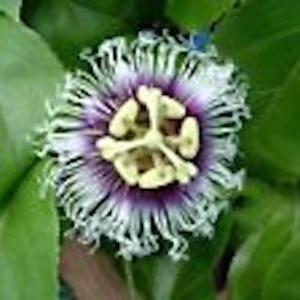 Purple Passion Fruit Live Plant - Passiflora Edulis Starter - Self-Fertile Vine - Image 4