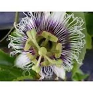 Purple Passion Fruit Live Plant – Passiflora Edulis Self-Fertile Vine - Image 5