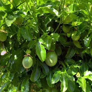 Purple Passion Fruit Seeds - Granadilla Passiflora Edulis Vine - 10 Seeds - Image 3