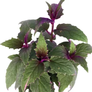 Purple Passion Gynura Live Plant - 2x 2" Potted Houseplants for Indoors - Image 2