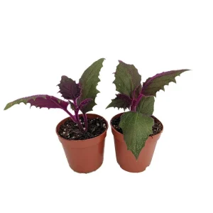 Purple Passion Gynura Live Plant - 2x 2" Potted Houseplants for Indoors - Image 1