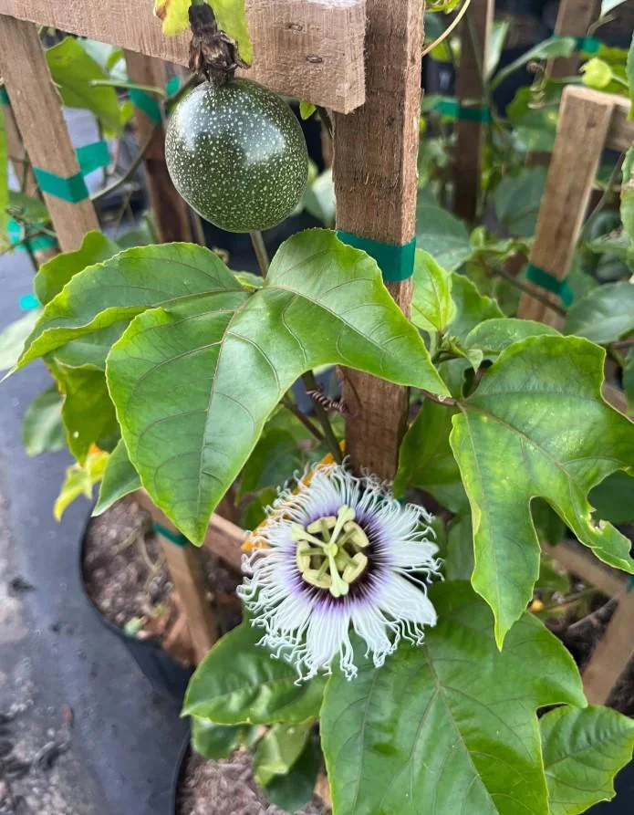 Purple Passionfruit Live Plant - 4-6" Tall - Passiflora edulis Vine - Image 2