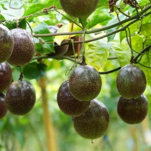 Purple Passionfruit Live Plant - 4-6" Tall - Passiflora edulis Vine - Image 1