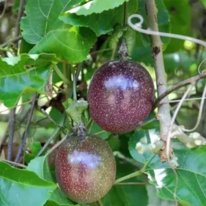 Purple Passionfruit Live Plant - 4-6