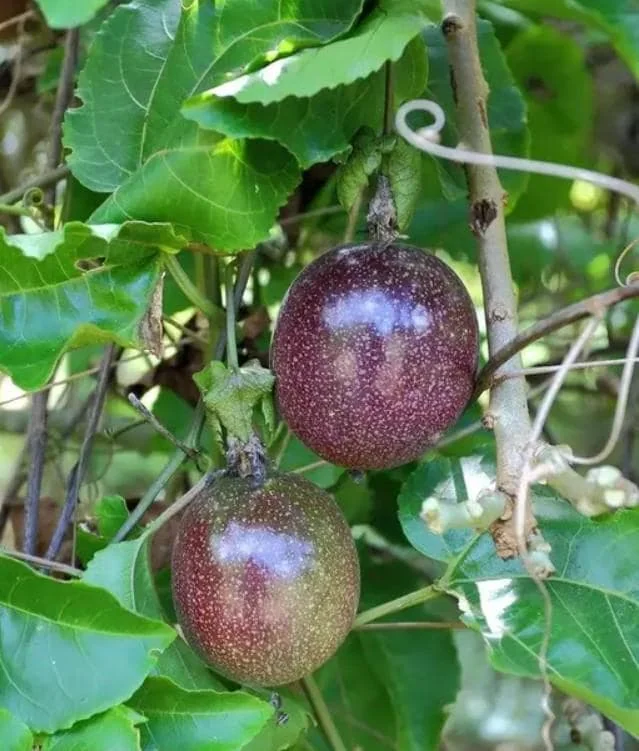 Purple Passionfruit Live Plant - 4-6" Tall - Passiflora edulis Vine - Image 4