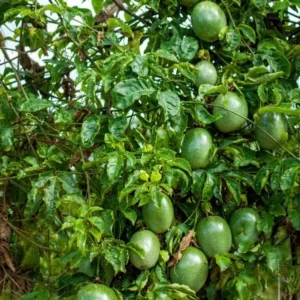 Purple Passionfruit Live Plant - 4-6