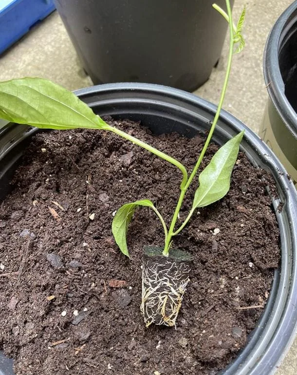 Purple Passionfruit Live Plant - 4-6" Tall - Passiflora edulis Vine - Image 6