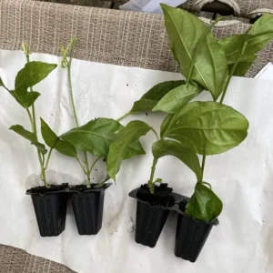 Purple Passionfruit Live Plant - 4-6