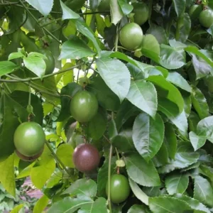 Purple Passionfruit Live Plant - Passiflora Edulis Vine, 4-6" Tall Starter, Edible Fruit - Image 2