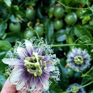 Purple Passionfruit Live Plant - Passiflora Edulis Vine, 4-6