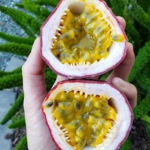 Purple Passionfruit Live Plant - Passiflora Edulis Vine, 4-6